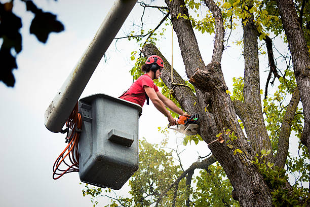 Best Palm Tree Trimming  in Bethesda, OH