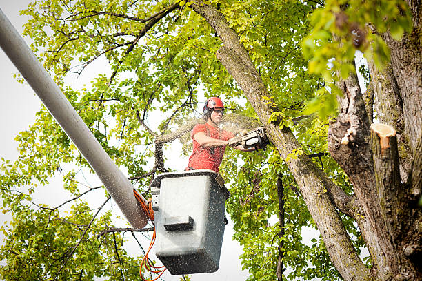 How Our Tree Care Process Works  in Bethesda, OH