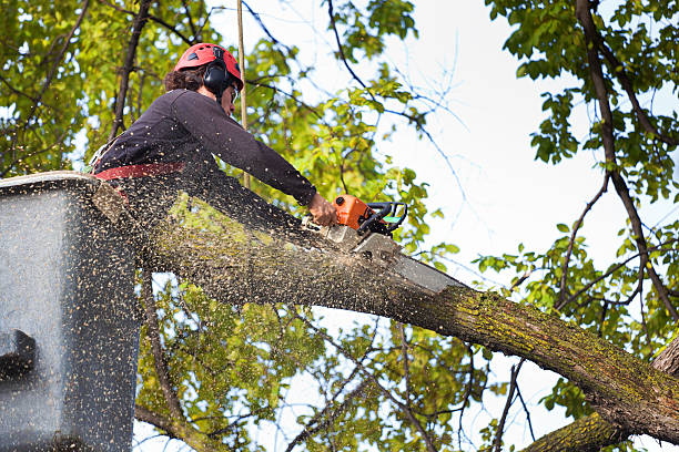  Bethesda, OH Tree Services Pros